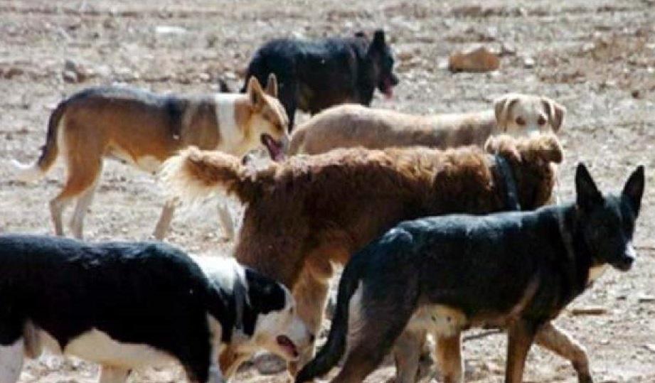 jauria-de-perros-OG